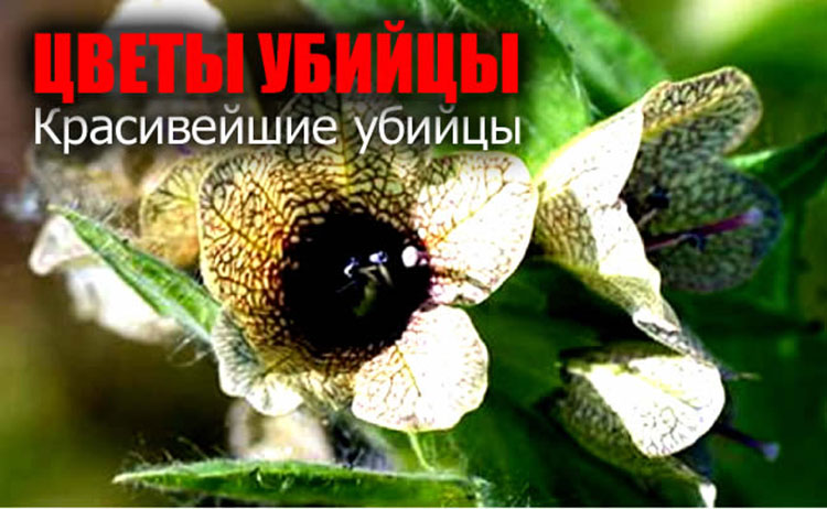 цветы опасные для жизни poisonous plants
