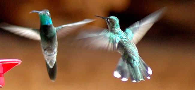 Колибри – жизнь на грани возможного kolibry2