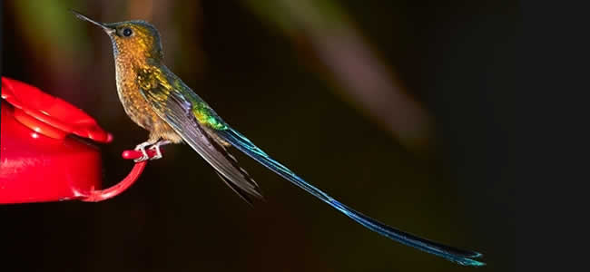 Колибри – жизнь на грани возможного kolibry 3