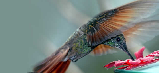 Колибри – жизнь на грани возможного kolibry 4