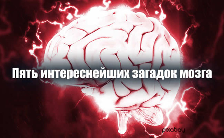 Поразительные загадки нашего мозга brain facts
