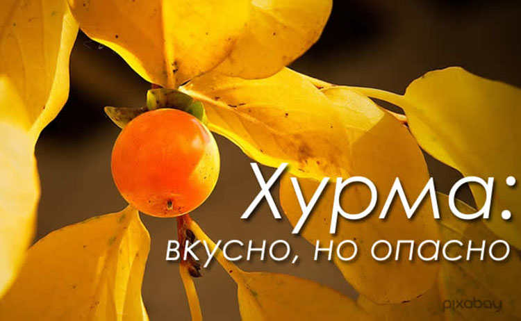 Хурма: польза, вред и противопоказания persimmon health