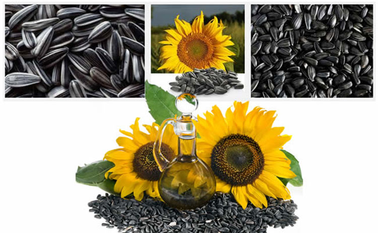 Полезные свойства семечек подсолнечника semechki podsolnuh