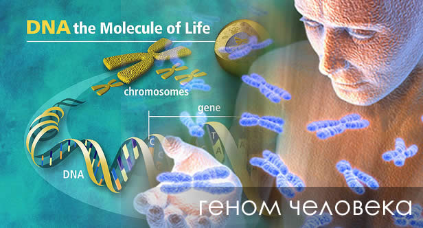 Новое направление в науке позволяет разрабатывать индивидуальные лекарства DNA human