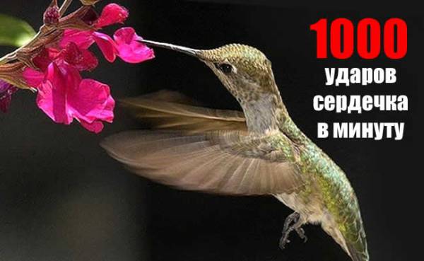 Колибри