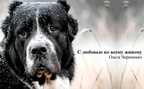 С любовью ко всему живому: рассказы о животных